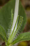 Fringeleaf wild petunia